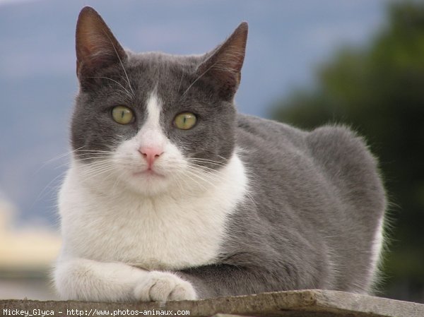 Photo de Chat domestique