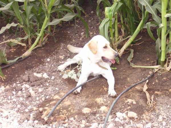 Photo de Labrador retriever