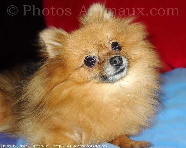 Photo de Spitz moyen