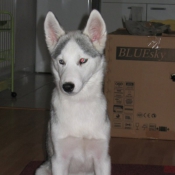 Photo de Husky siberien