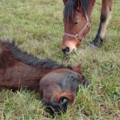 Photo de Races diffrentes