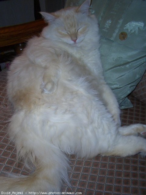 Photo de Ragdoll