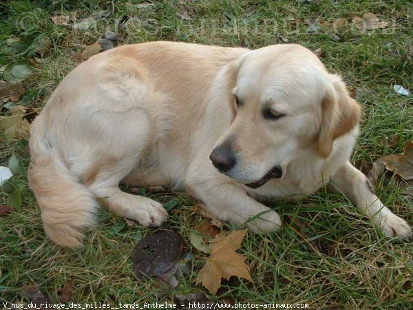 Photo de Golden retriever