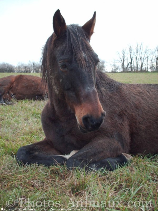 Photo de Trotteur franais