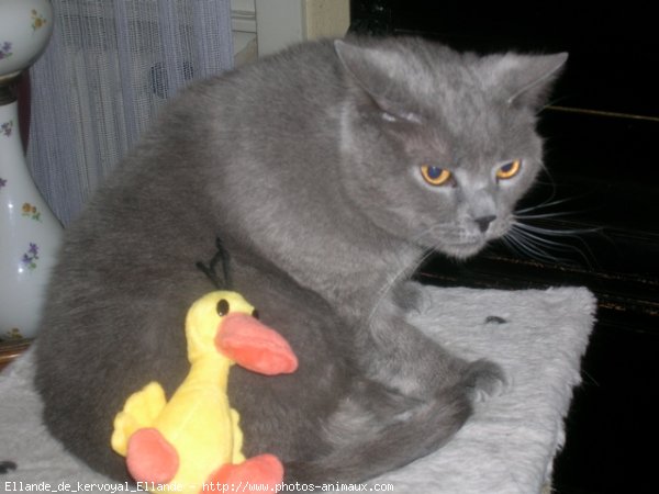 Photo de Chartreux