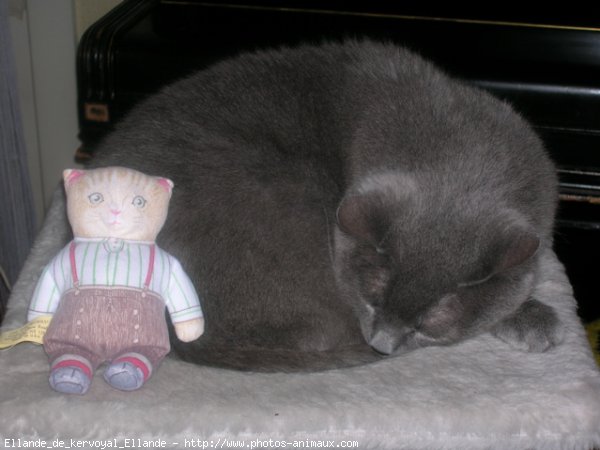 Photo de Chartreux