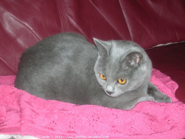 Photo de Chartreux