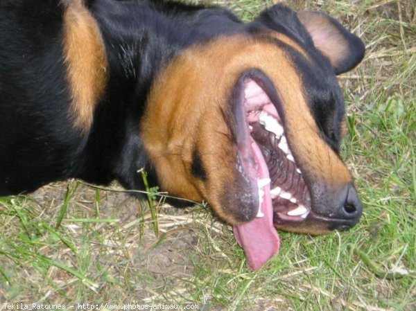 Photo de Rottweiler