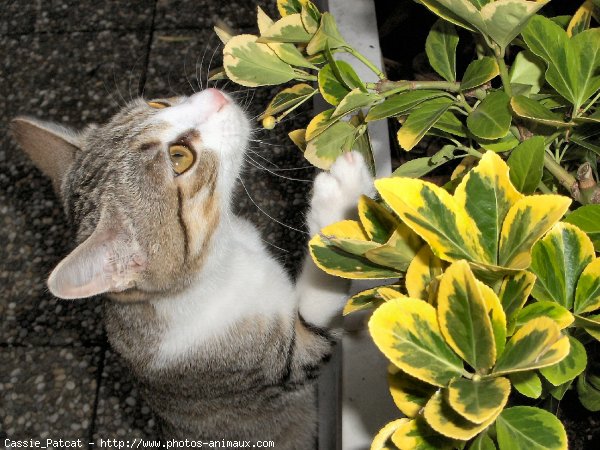 Photo de Chat domestique