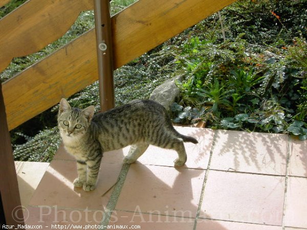 Photo de Chat domestique