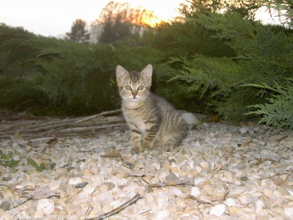 Photo de Chat domestique