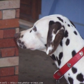 Photo de Dalmatien