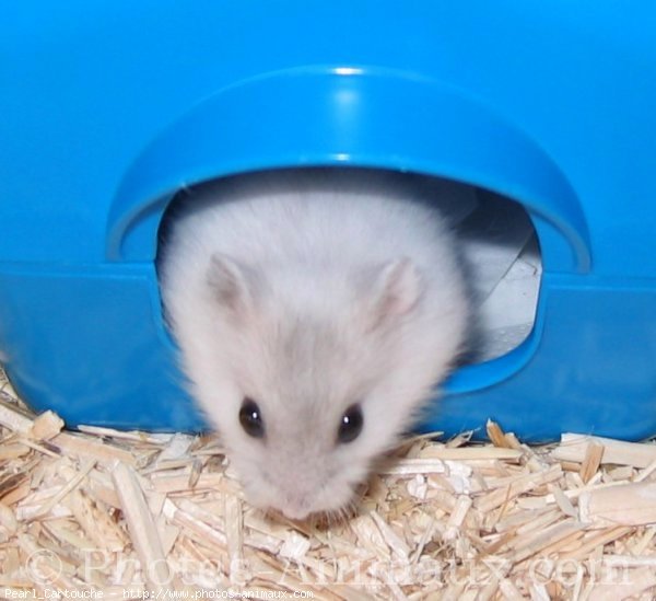 Photo de Hamster