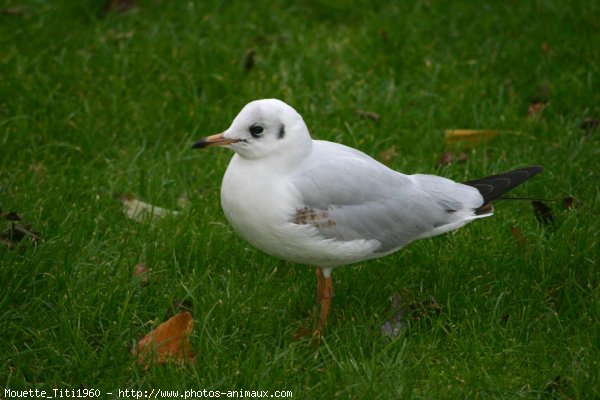 Photo de Mouette