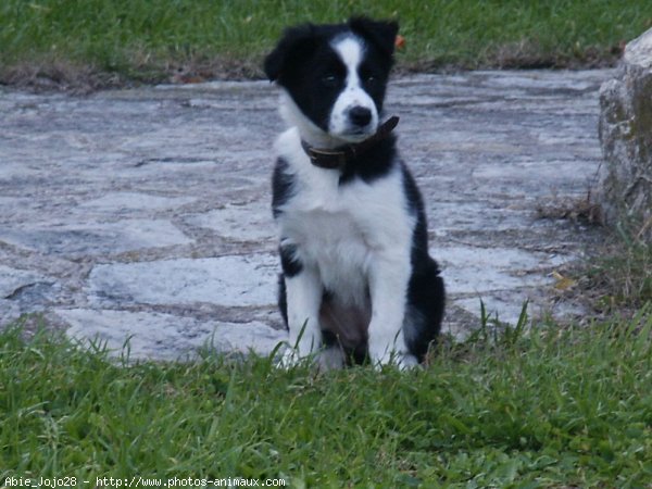 Photo de Border collie