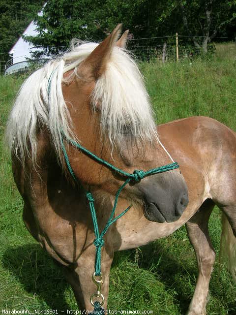 Photo de Haflinger