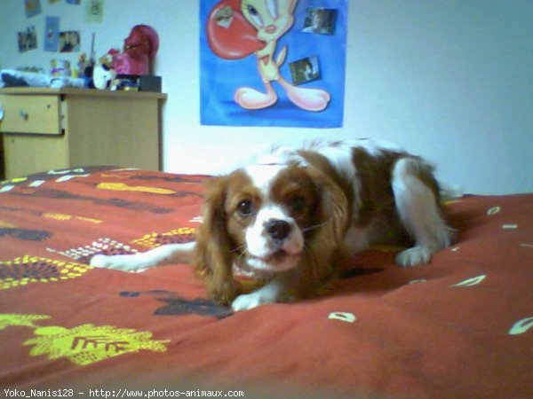 Photo de Cavalier king charles spaniel