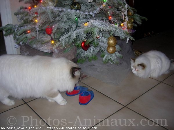 Photo de Ragdoll