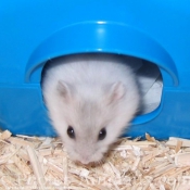 Photo de Hamster