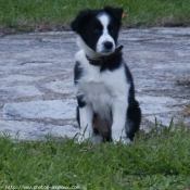 Photo de Border collie