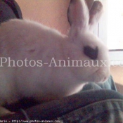 Photo de Lapin