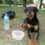 Photo de Rottweiler