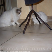 Photo de Ragdoll