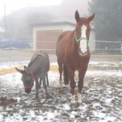 Photo de Races diffrentes