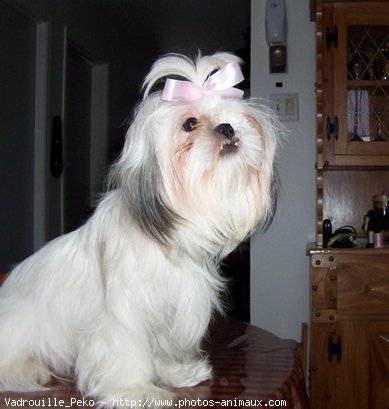 Photo de Shih tzu