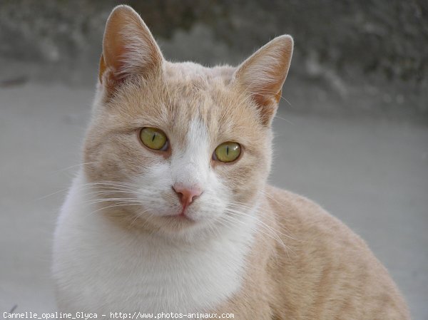 Photo de Chat domestique