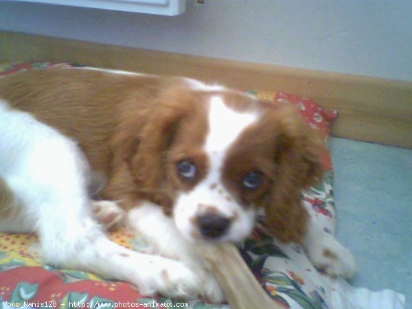 Photo de Cavalier king charles spaniel