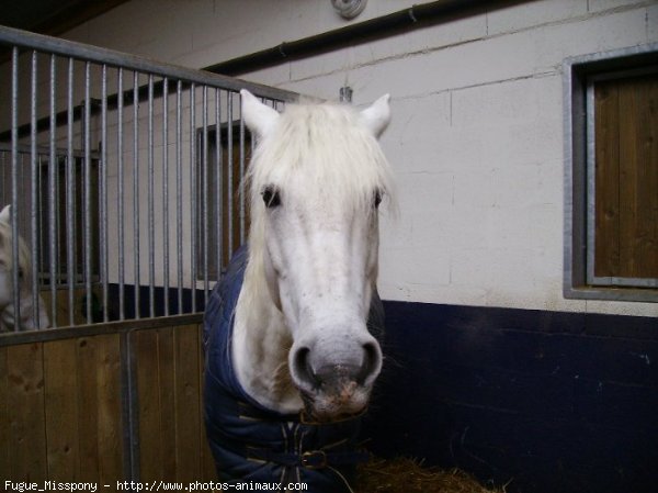 Photo de Camargue