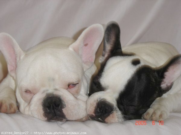 Photo de Bouledogue franais