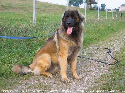 Photo de Leonberg