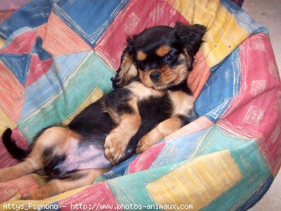 Photo de Cavalier king charles spaniel