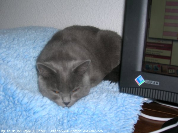 Photo de Chartreux