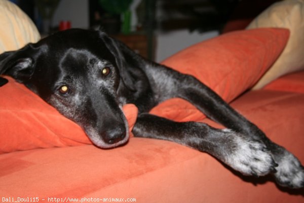 Photo de Labrador retriever