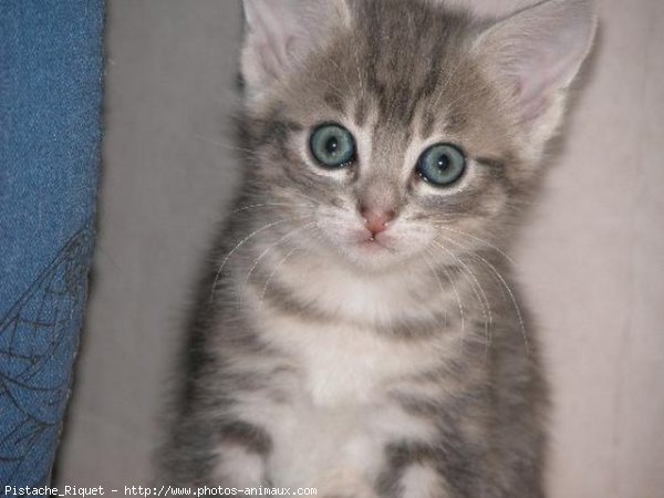 Photo de Chat domestique