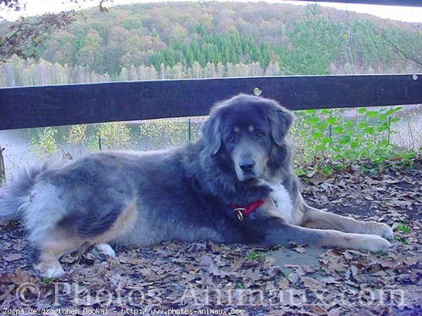 Photo de Dogue du tibet