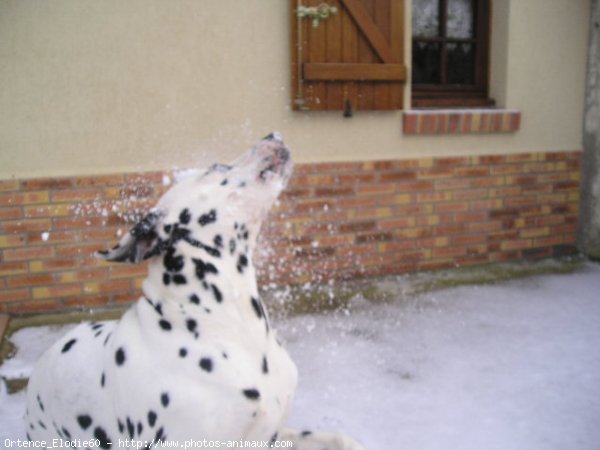 Photo de Dalmatien