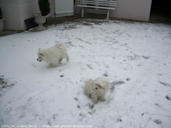 Photo de Races diffrentes