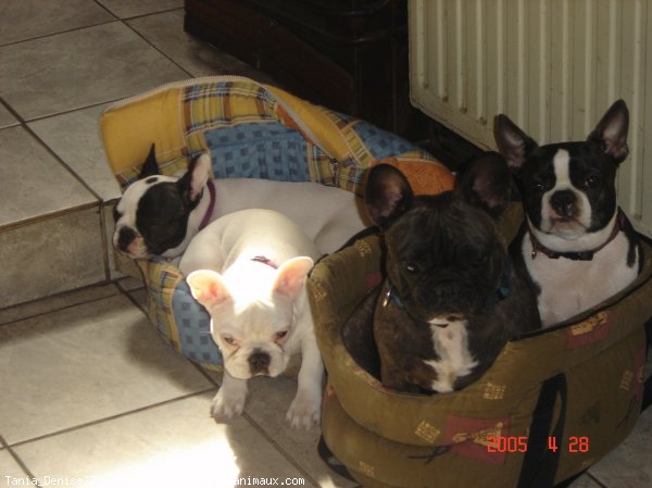 Photo de Bouledogue franais