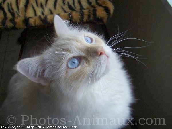 Photo de Ragdoll