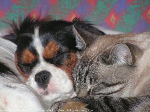 Photo de Cavalier king charles spaniel