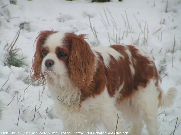 Photo de Cavalier king charles spaniel