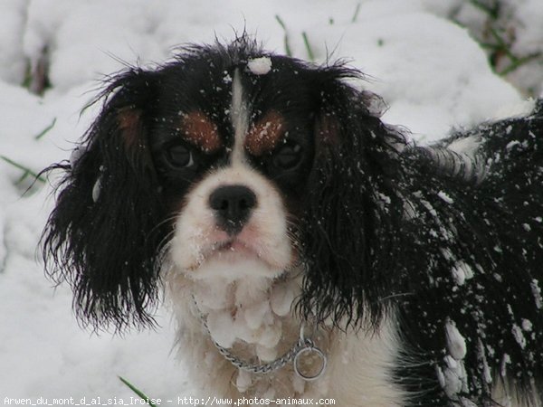 Photo de Cavalier king charles spaniel