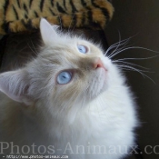 Photo de Ragdoll