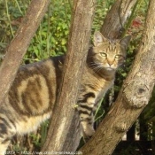 Photo de Chat domestique