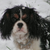 Photo de Cavalier king charles spaniel