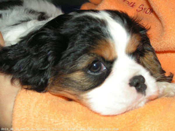 Photo de Cavalier king charles spaniel